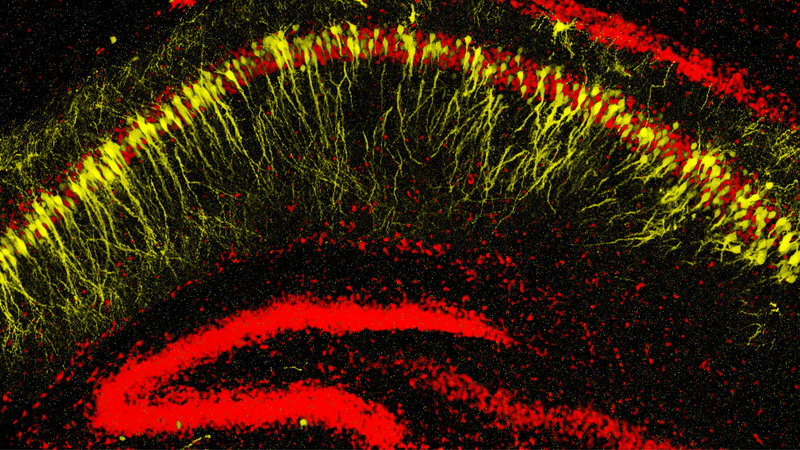Neuroscience and Behaviour