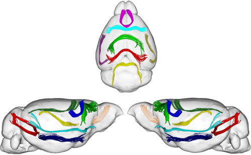 Main White Matter Fiber Bundles across population of Subjects