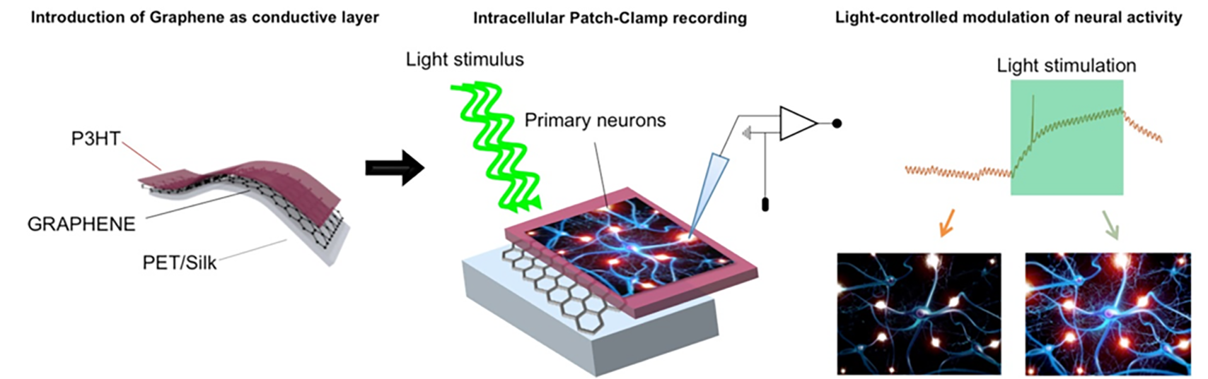 Schematic illustrating the Graphene-based interfaces for photostimulation of excitable tissues.