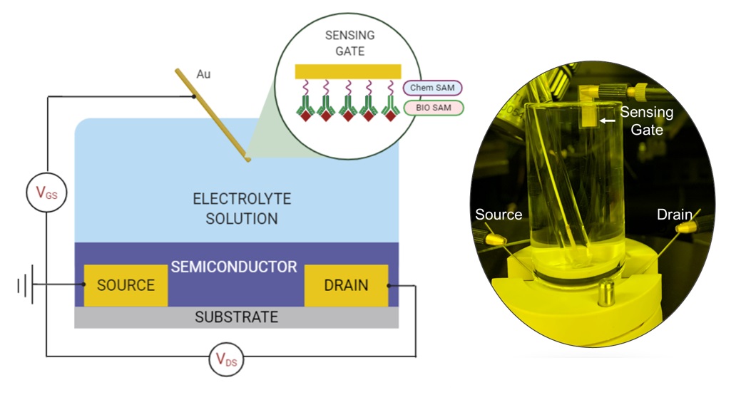 EGFETs as biosensors for sensing a target analyte using the gate which is functionalized with the specific bio-receptor