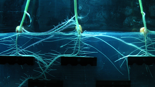 Bioinspired Soft Robotics