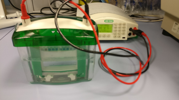 Gel Electrophoresis